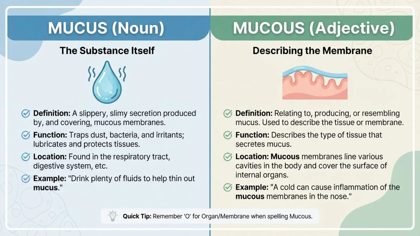 Mucus or Mucous